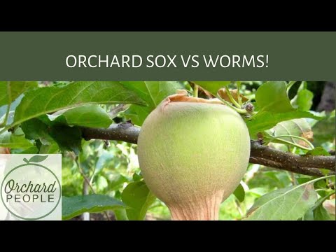 How to use orchard sox to protect growing fruit