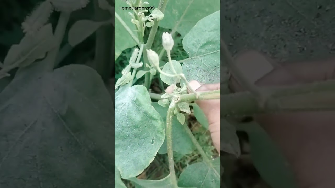 செடிகளுக்குப் புளித்த தயிர் (Sour curd/Buttermilk)