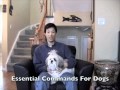 Free Dog Obedience Training Video To Teach Your Dog Essential Commands Free Dog Obedience Training Video To Teach Your Dog Essential Commands
