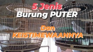 Download Lagu 5 Jenis Burung Puter dan Keistimewaannya MP3