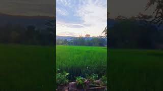 MORNING WALK IN MY VILLAGE #bogor  #rumpin #ciseeng #bayikembar #cibuluh #leuwiliang #twins
