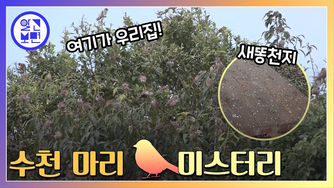 마을엔 없지만 한 집만 점령한 수천마리 참새떼