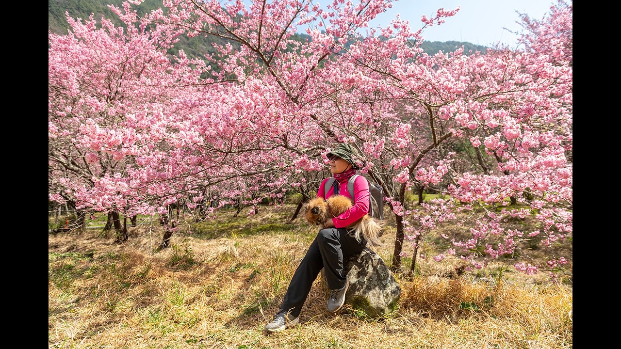 2026春節武陵農場櫻花季 4K