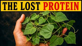 12 Plants With More Protein Than Meat — Number 7 Has Been Growing Wild Across America for 100 Years