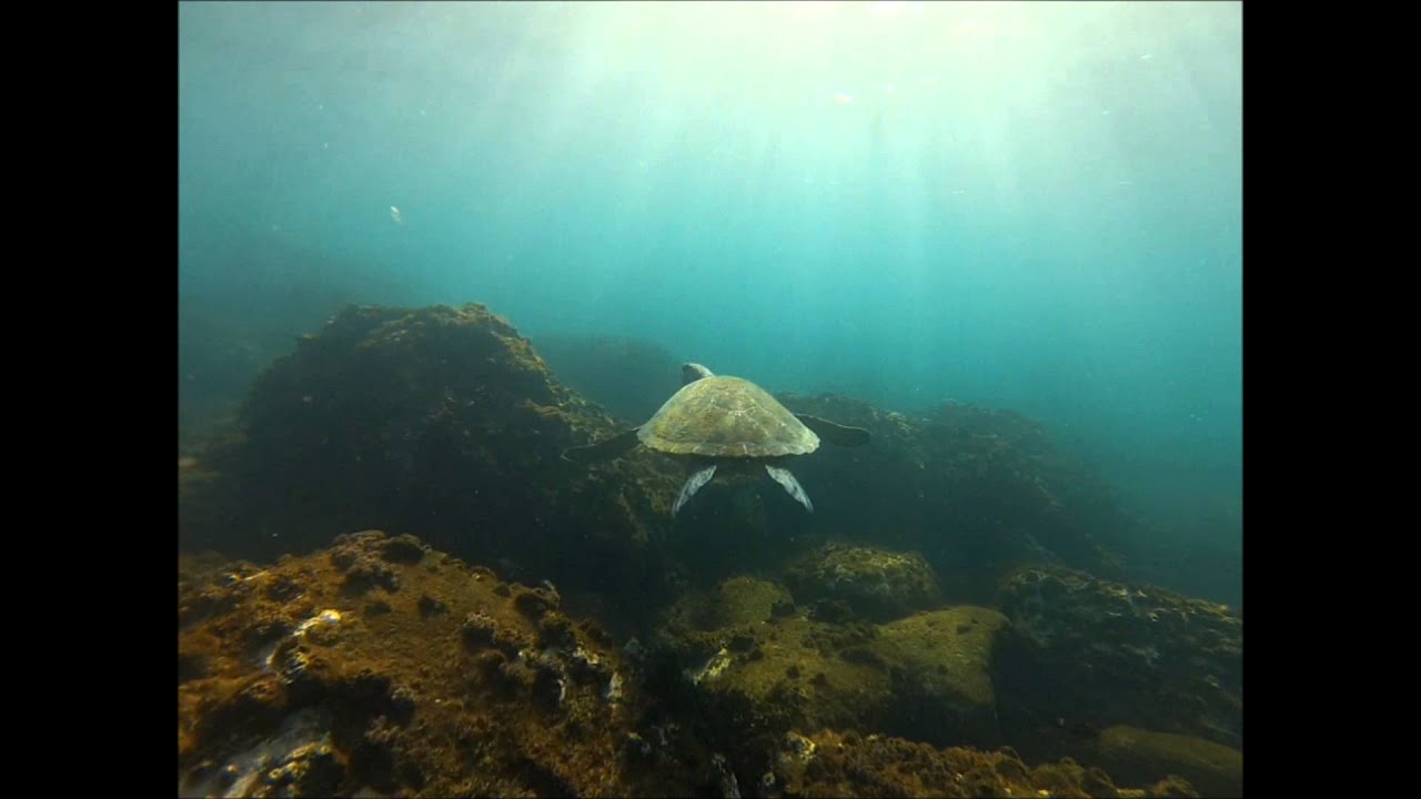 Turtles @ Old Woman Island