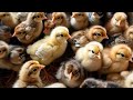 MAGKANO ANG BROILER CHICK? / Paano magpili ng Magandang Sisiw | Nyorture Tv