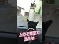 【天才お喋り猫】上から目線の野良猫にキレる💢 #しゃべる猫