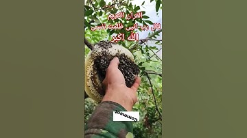 #القران_الكريم #تلاوه_خاشعه #قال رب انی ظلمت نفسی #الشيخ محمود الشحات #foryou