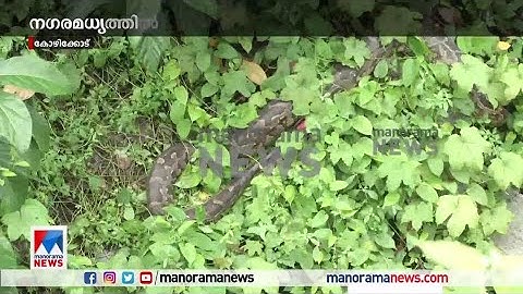 കോഴിക്കോട് നഗരമധ്യത്തില്‍ പെരുമ്പാമ്പിന്‍ കൂട്ടം |Kozhikode |Snake