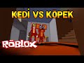 KEDİ vs KÖPEK KORKUNÇ KAVGA! - Roblox