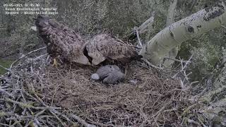 Forældrefuglene I Åben Strid Om En Ål 2021