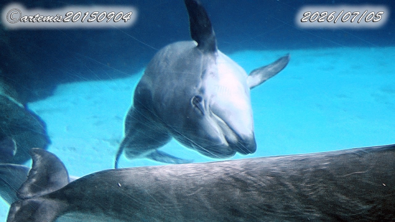 2026年7月5日、名古屋港水族館でハッピーと同居する2頭のイルカとの2