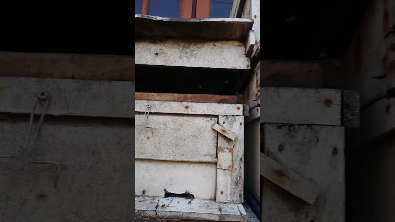 Apis Cerana im Wabenlager von Mellifera Bienen