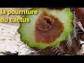 La pourriture du cactus