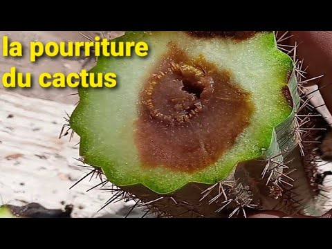 Vidéo: Maladie de la pourriture bactérienne du cactus - Gestion des plantes de cactus avec pourriture molle
