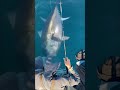 this tuna is resigned and offers no resistance 😱 #fishing #fishingvideo #tuna