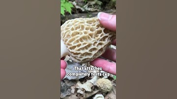 A Quick & EASY Guide to Finding MORELS