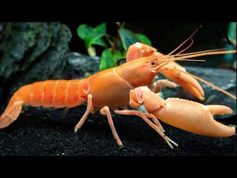 Aquascaping Lab - Cherax Crayfish Blue Lobster Shrimp all species info  - Gambero Quadricarinatus