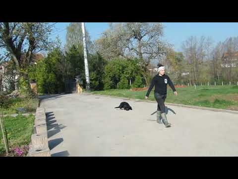 Video: Kako Hodati Labrador Retriverom