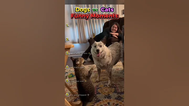 Video 11882291: cat vs dog