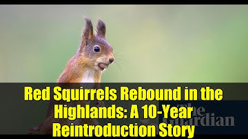 Red Squirrels Rebound in the Highlands: A 10-Year Reintroduction Story