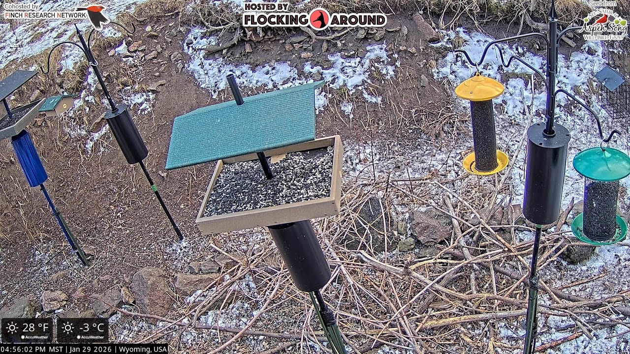 01/29/2026 - Bird Feeder Livestream from Flocking Around HQ