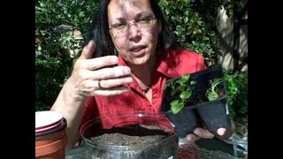 Giving the seedlings a bath and giving them their own rooms, I mean pots.