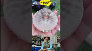 Ikan lucu yang sangat beracun. Menjadi musuh sejati para angler. #mancing #fishing #angler