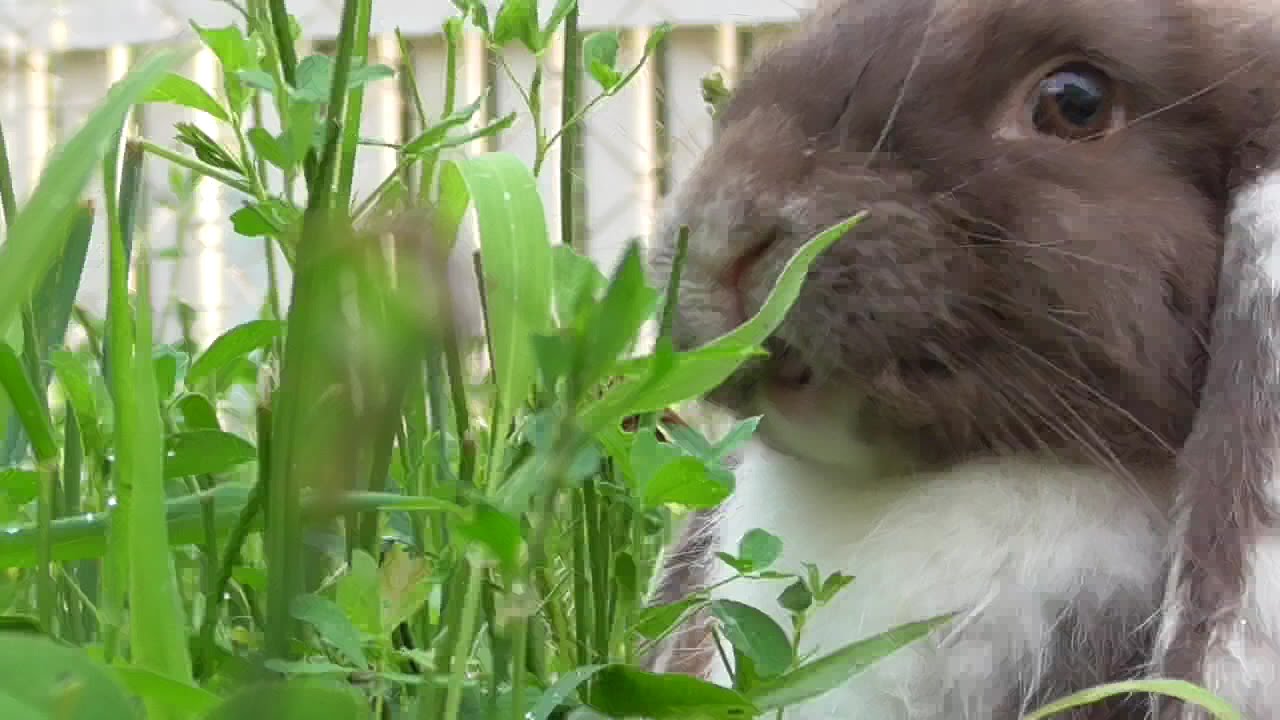 Сельдерей кроликам. Кролик ест траву. Трава для декоративных кроликов. Пятнистый кролик. Кролик ест зелень.