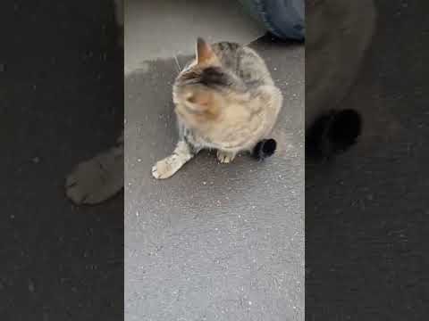 Почему кошки боятся огурцов?☺️💖