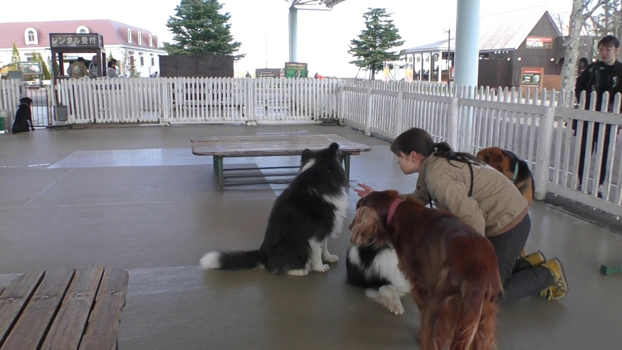 ワンコがいっぱい ふれあいドッグパーク 那須どうぶつ王国 001 Youtube