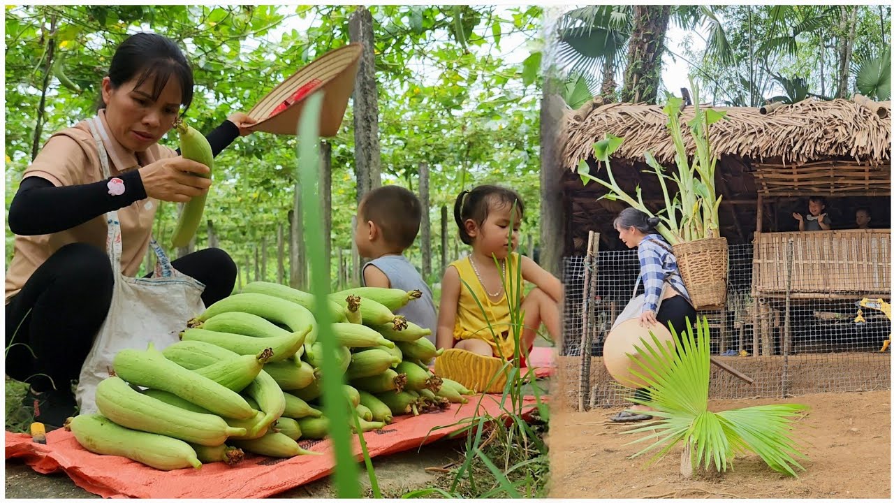 Бун и Бин помогли мне позаботиться о цыплятах, и вместе мы собрали свежие плоды люффы.