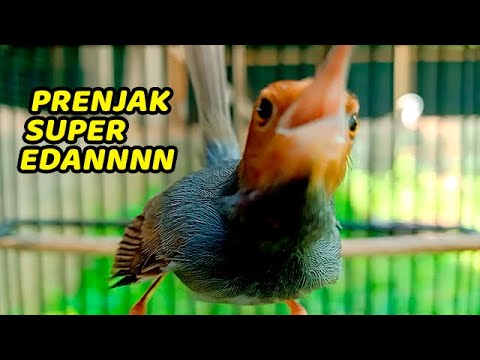 1 Jam Suara PRENJAK Gacor NGALUN ISTIMEWA // Pancingan Prenjak Agar Cepat Bunyi 1 Jam Tanpa IKLAN