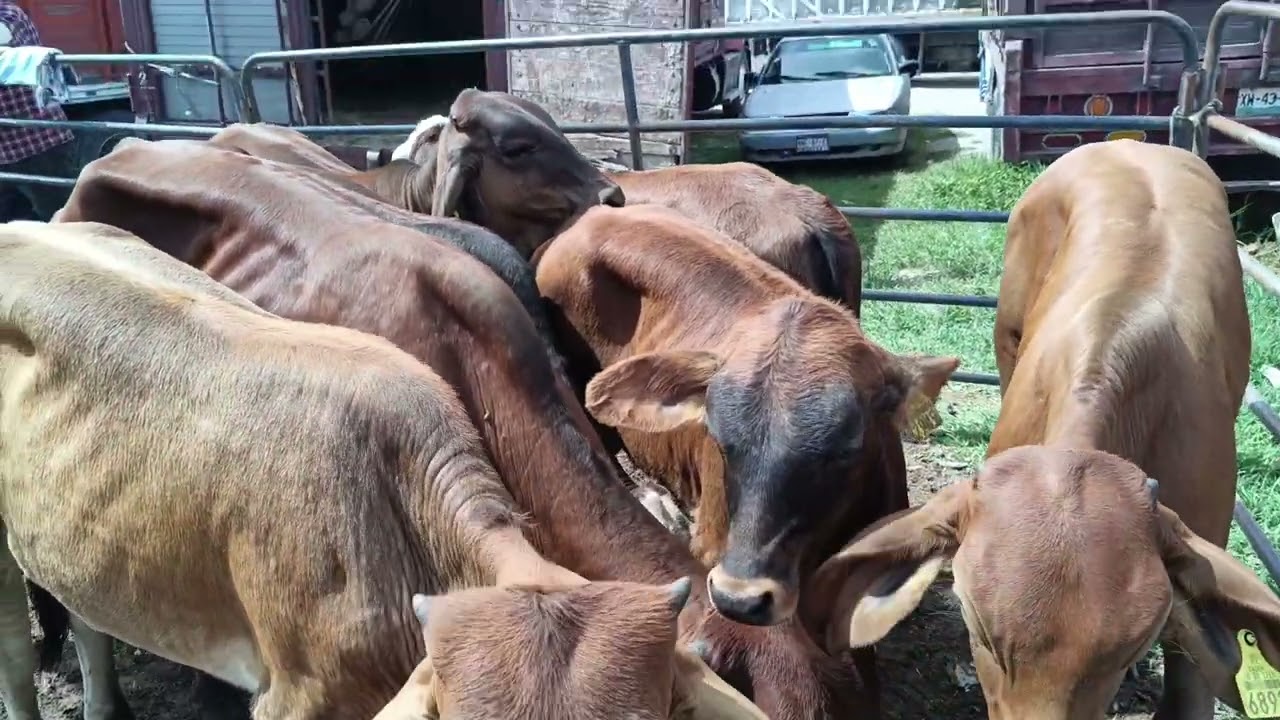 plaza ganadera Tepeaca Puebla ganado bueno y barato