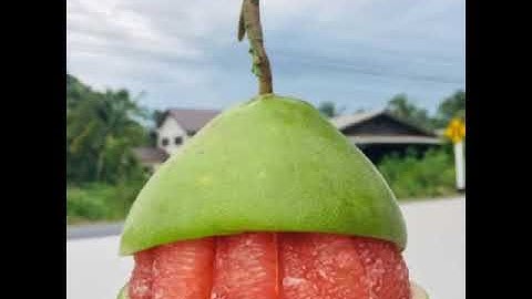 Cung cấp giống bưởi Ruby Thái. Đt 032 710 4787