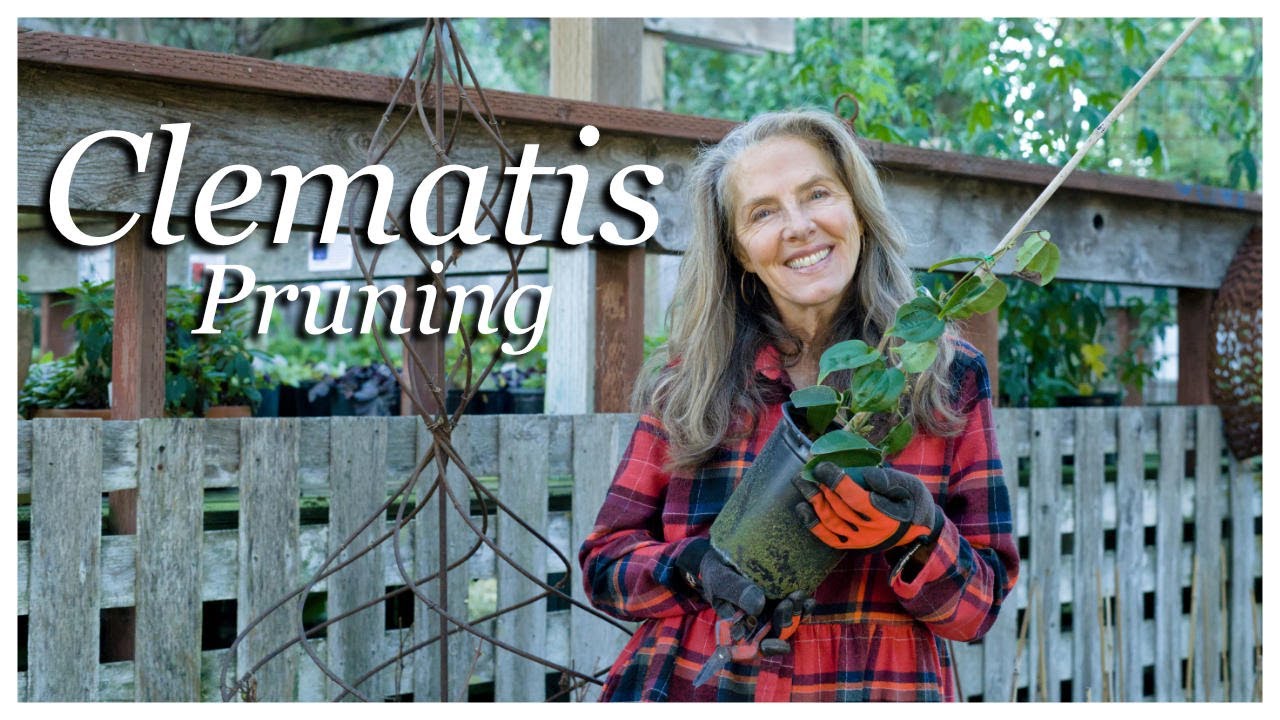What Your Clematis Needs in January! 🌱🪴#gardenadvice #clematis