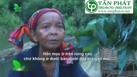 Công dụng chữa bệnh của cây cỏ máu -thaoduocquyhcm.com