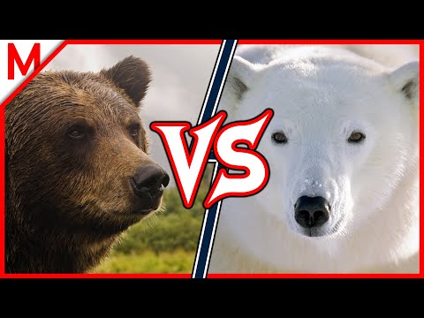 3Grizzly vs Polar Bear | + Jaguar vs Leopard winner