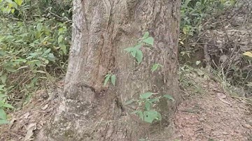 10 triệu lên xe cây xoài chua khủng đẹp, LH 0989389871