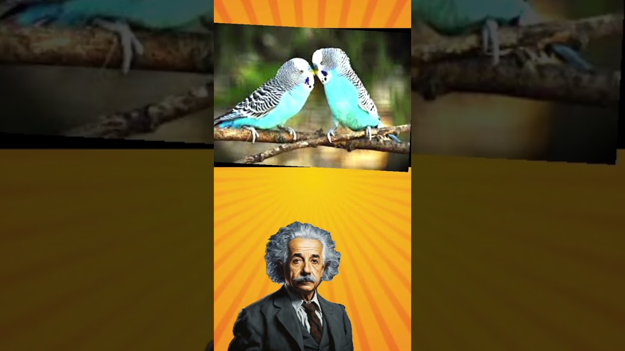 I know no one can make the bird in this video stand in the right place 🐦🐦🐦