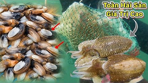 Lặn Biển Bắt Hải Sản Tươi Sống_Toàn Hải Sản Có Giá Trị Cao Tập 134 #lặnbắthảisản #nghềlặnbiển