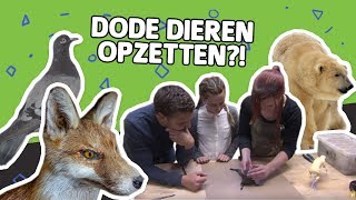 HOE WORDEN DIEREN OPGEZET? // Willem Wever // Willem Wever // #27