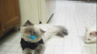 A Very Energetic Playtime (Teacup Himalayan Cat and Turkish Van) by RonetteTaylor 5,105 views 14 years ago 2 minutes, 21 seconds