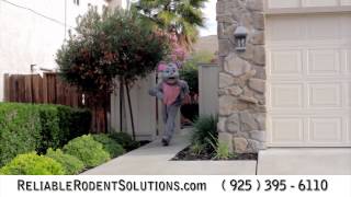 Reliable Rodent Solutions - Rat in the Kitchen - East Bay Area Comcast Commercial