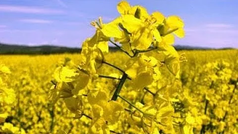Стадии развития рапса по классификации ВВСН. Рапс / Rape