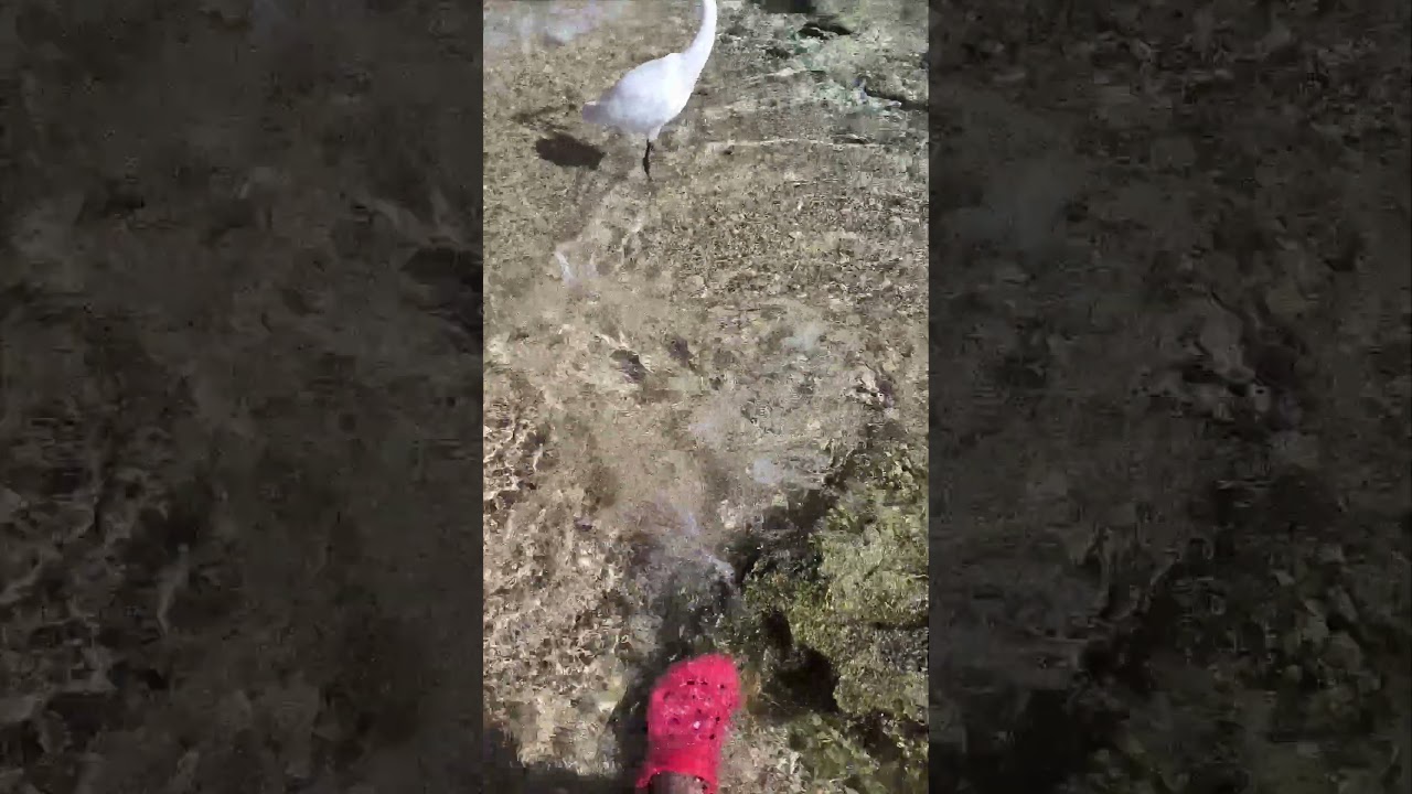 2024-12-29 Египет Шарм-эль-Шейх animals