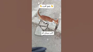 رفيق الدرب اكسبلور Cat المصحف الحمدلله قطط القرآن الكريم الرحمن دويتو تيك توك القزابري 
