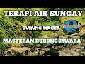 TERAPI AIR SUNGAY MASTERAN BURUNG MACET‼️