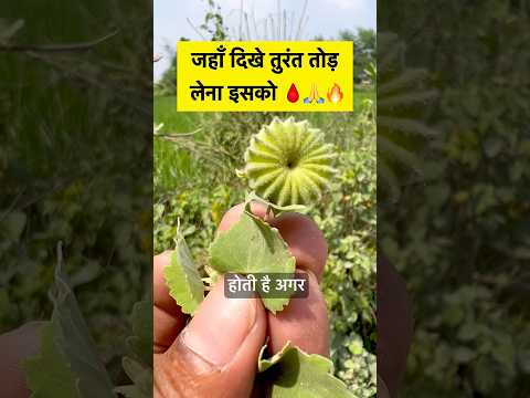 🌱💪 power plant 🌱 #plant #plantsofindia #farming #botany #plantfacts