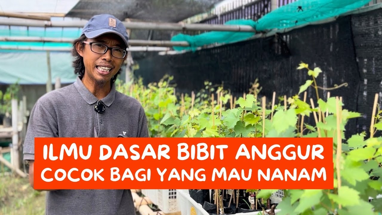 Mau Cek Out Bibit Anggur? Eh, Jangan Buru-Buru! Ini Ilmu Wajib Buat Pemula, Pahami Dulu Infonya